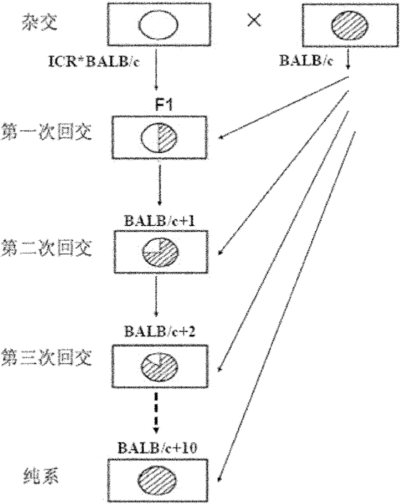 Mouse cataract model and construction method thereof