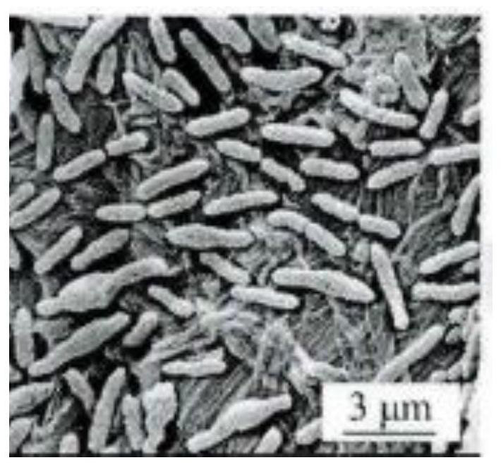 Alicyclobacillus aeris for degrading anionic surfactant and application