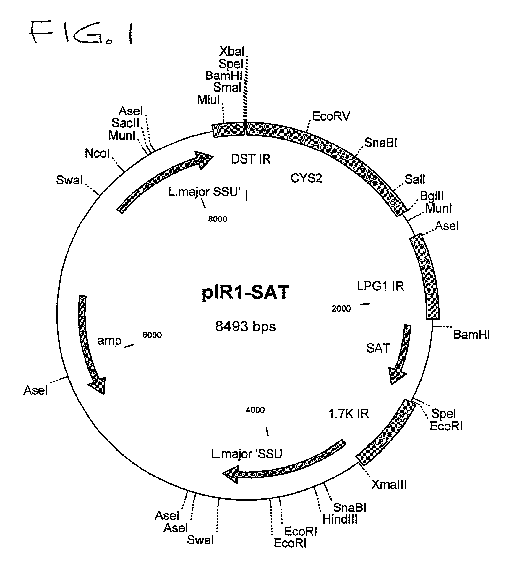 Protozoan expression system