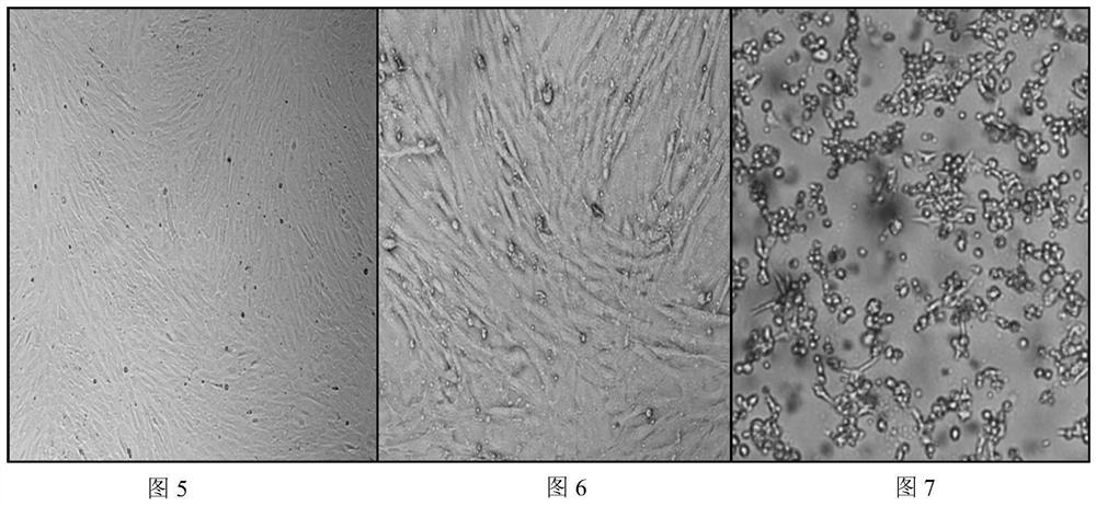 Goat testis subculture cells that can be subcultured and their subculture and domestication method, special culture system and application