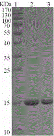 Specific marker of mycobacterium tuberculosis and application thereof