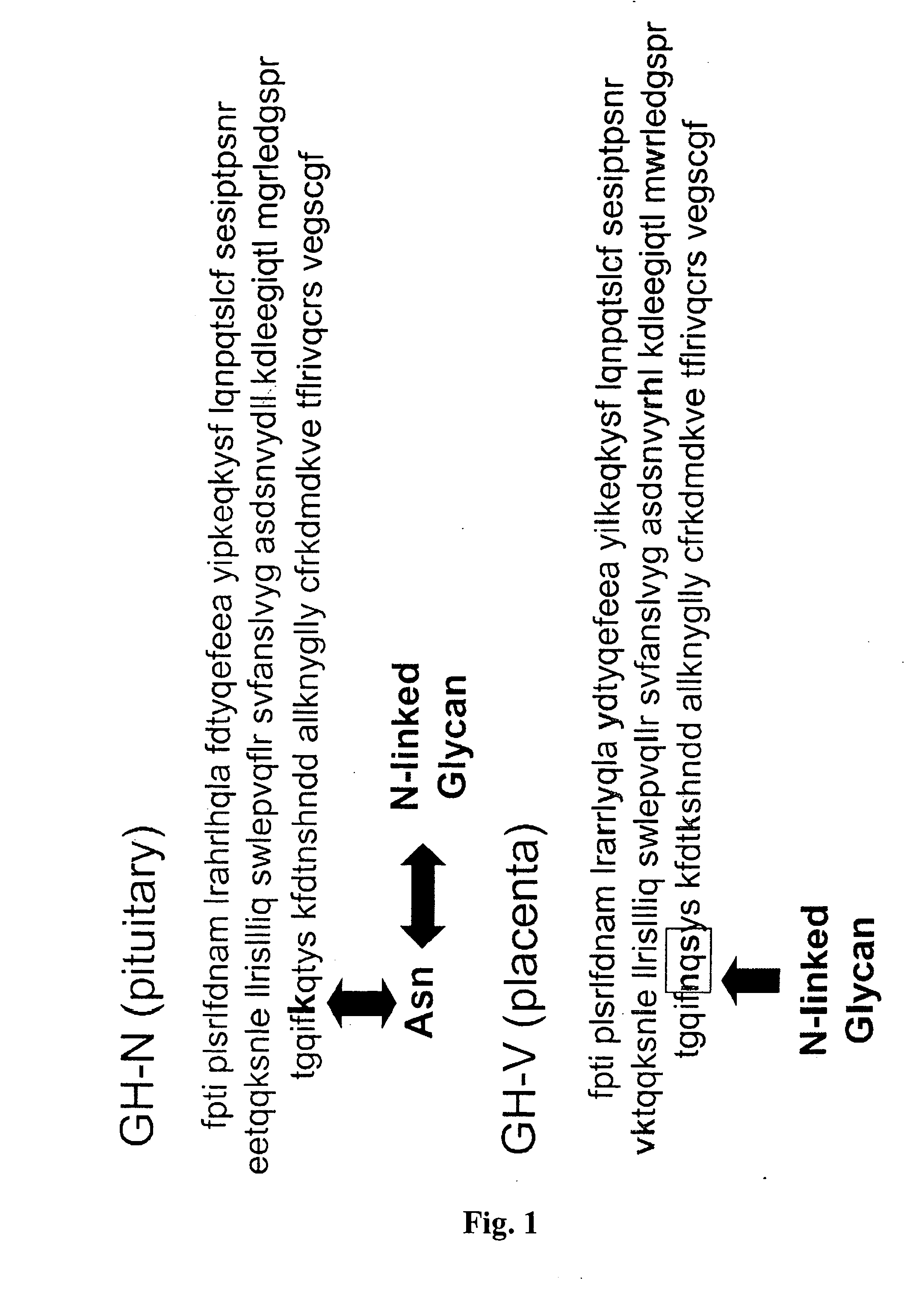 Compositions and Methods for the Preparation of Human Growth Hormone Glycosylation Mutants