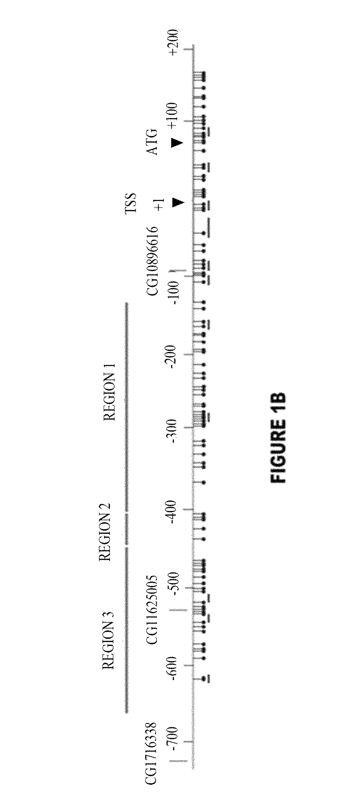 Method of diagnosing cancer comprising detection of the methylation signature in the hTERT promoter