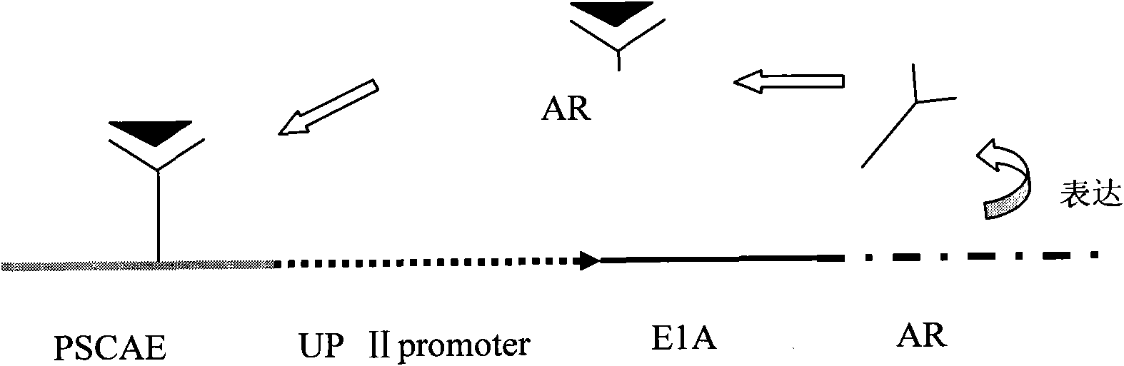 Specific recombinant adenoviruses, preparation thereof and use thereof