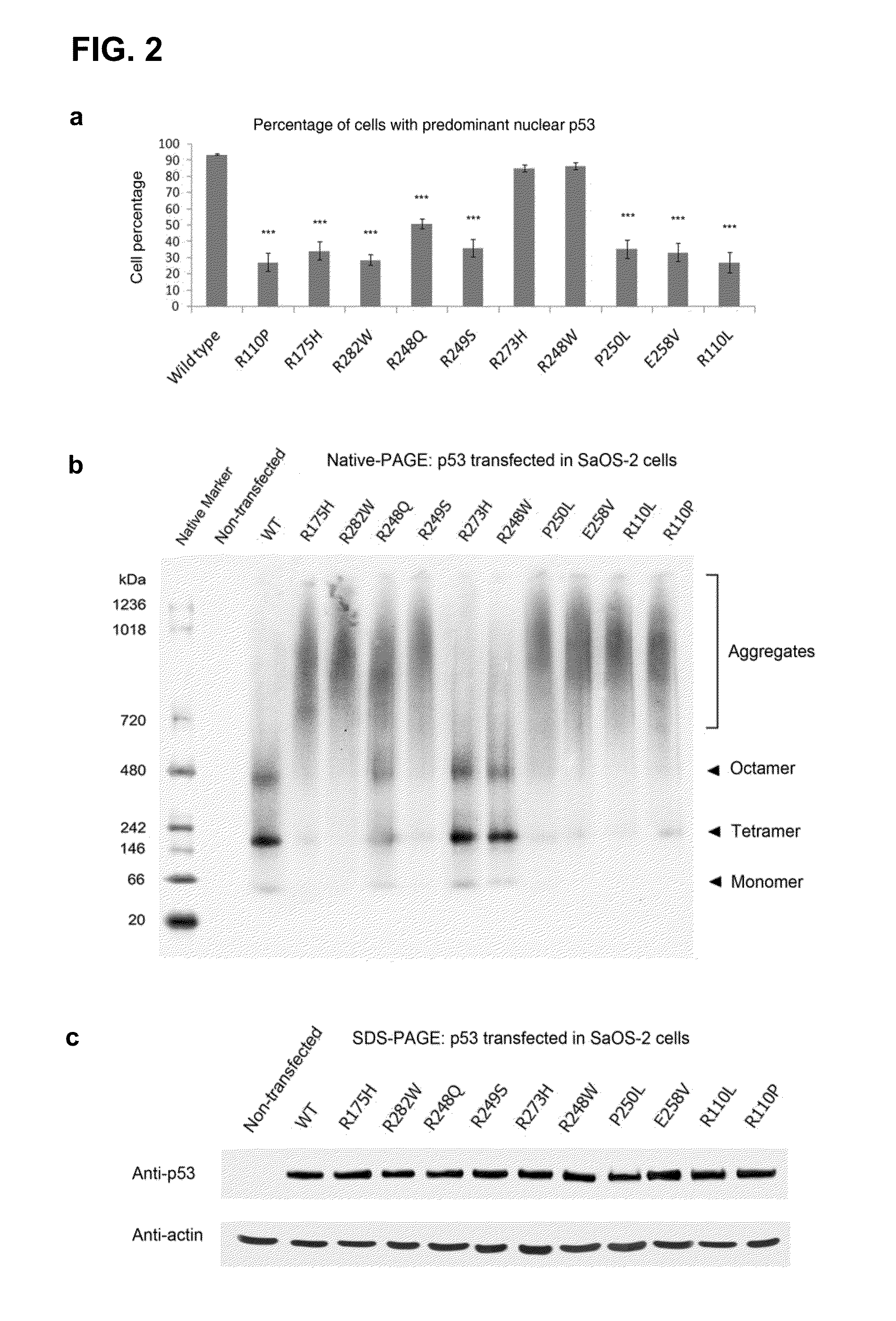 Methods for screening inhibitors of tumor associated protein aggregation