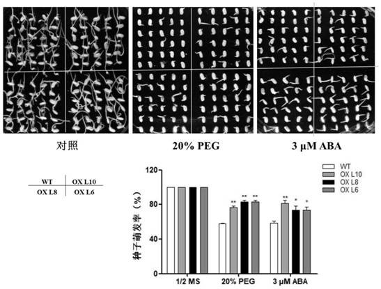 Transcription factor osae10 related to rice drought tolerance and its coding gene and application