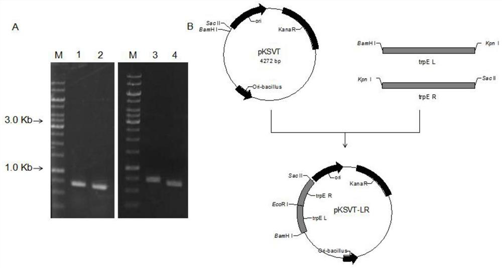 Genetically engineered bacterium of Bacillus licheniformis with high yield of phenyllactic acid, method for producing phenyllactic acid and application