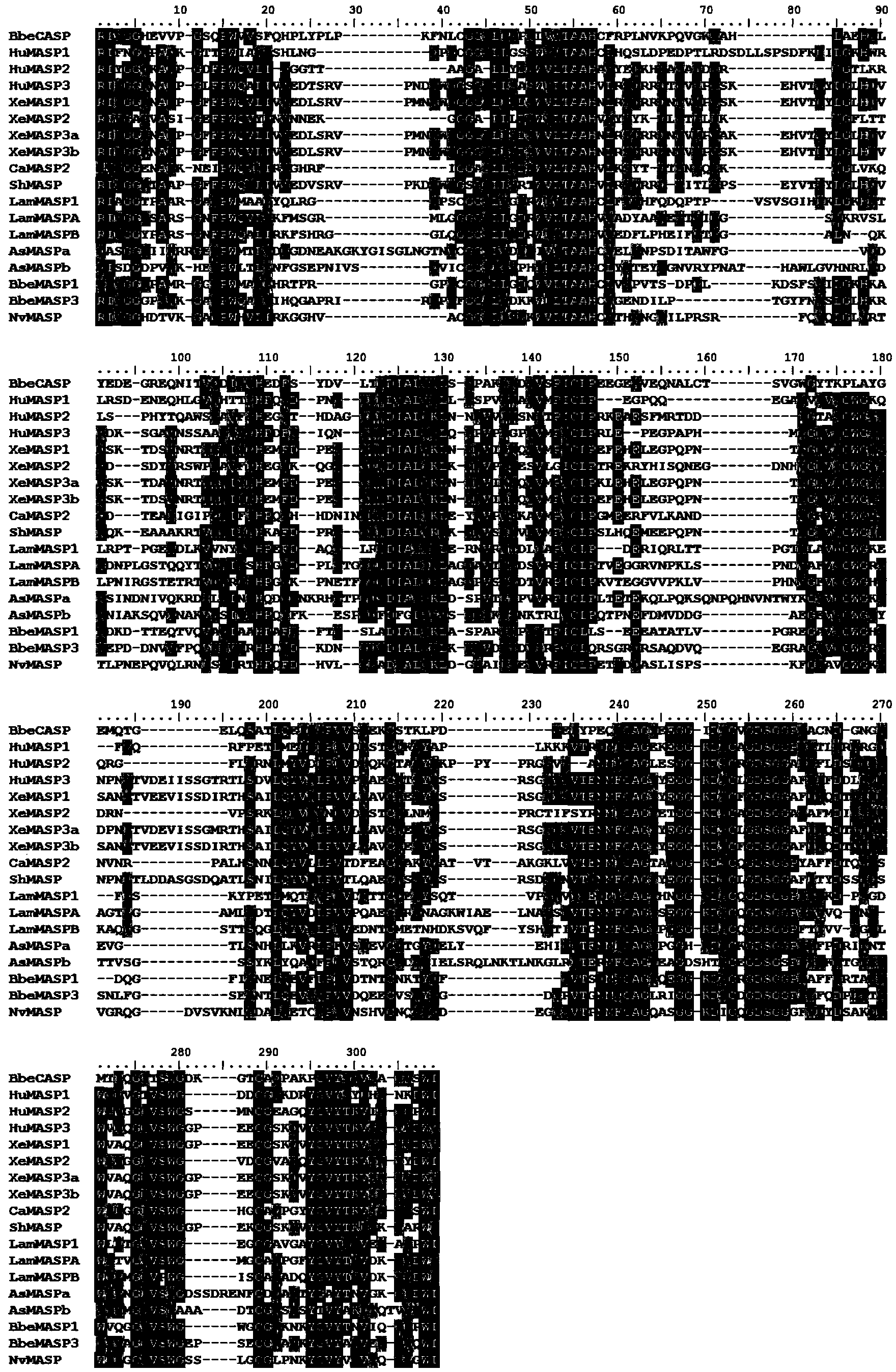 Branchiostoma belcheri chitin-binding associated serine protease CASP gene for identifying chitin and application thereof
