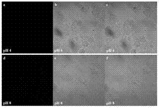 Fluorescent molecular switch and fluorescent probe thereof, and applications of fluorescent probe