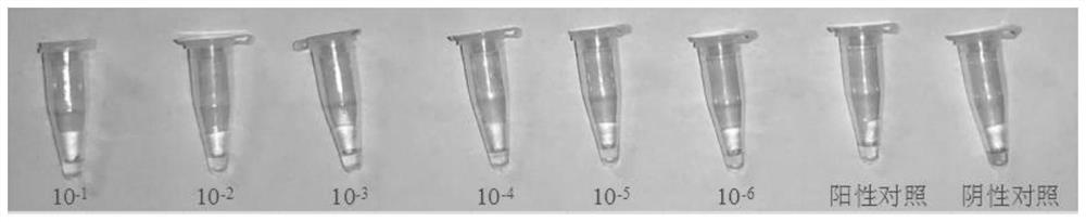 Virus sample treating fluid and treating method of novel coronavirus and rapid constant-temperature reverse transcription amplification kit for detecting virus