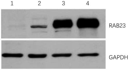 Knockout of Rab23 gene in epidermal stem cells using CRISPR-Cas system