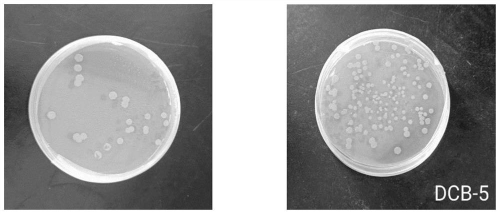 Rhodococcus inoculant and remediation method of rhodococcus inoculant on organic chlorine polluted soil