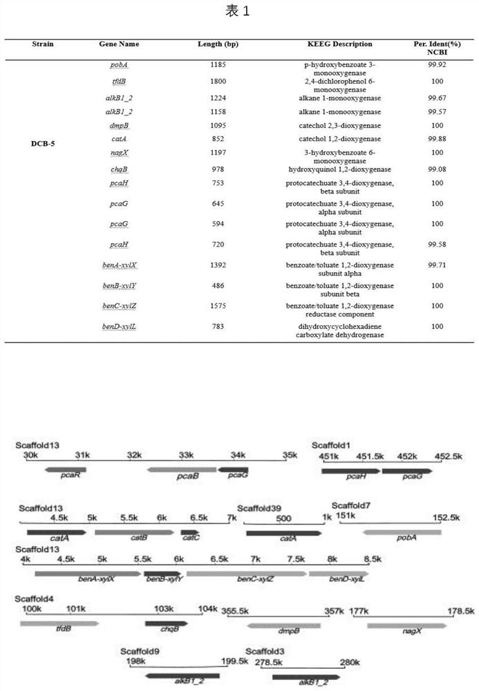 Rhodococcus inoculant and remediation method of rhodococcus inoculant on organic chlorine polluted soil