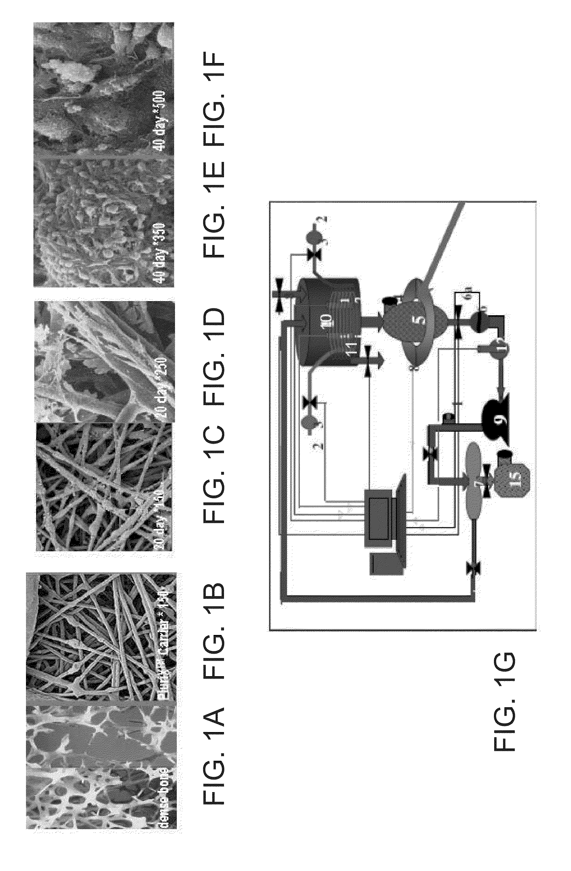 Adherent cells from adipose or placenta tissues and use thereof in therapy