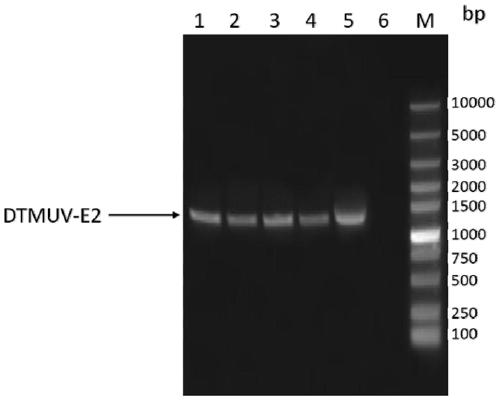 Duck Tembusu virus genetically engineered subunit vaccine and its preparation method and application