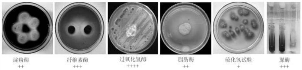 Streptomyces lilacinus and application thereof in plant disease control