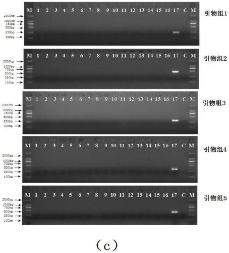 Novel specific molecular targets for four common pathogenic staphylococci and rapid detection method thereof