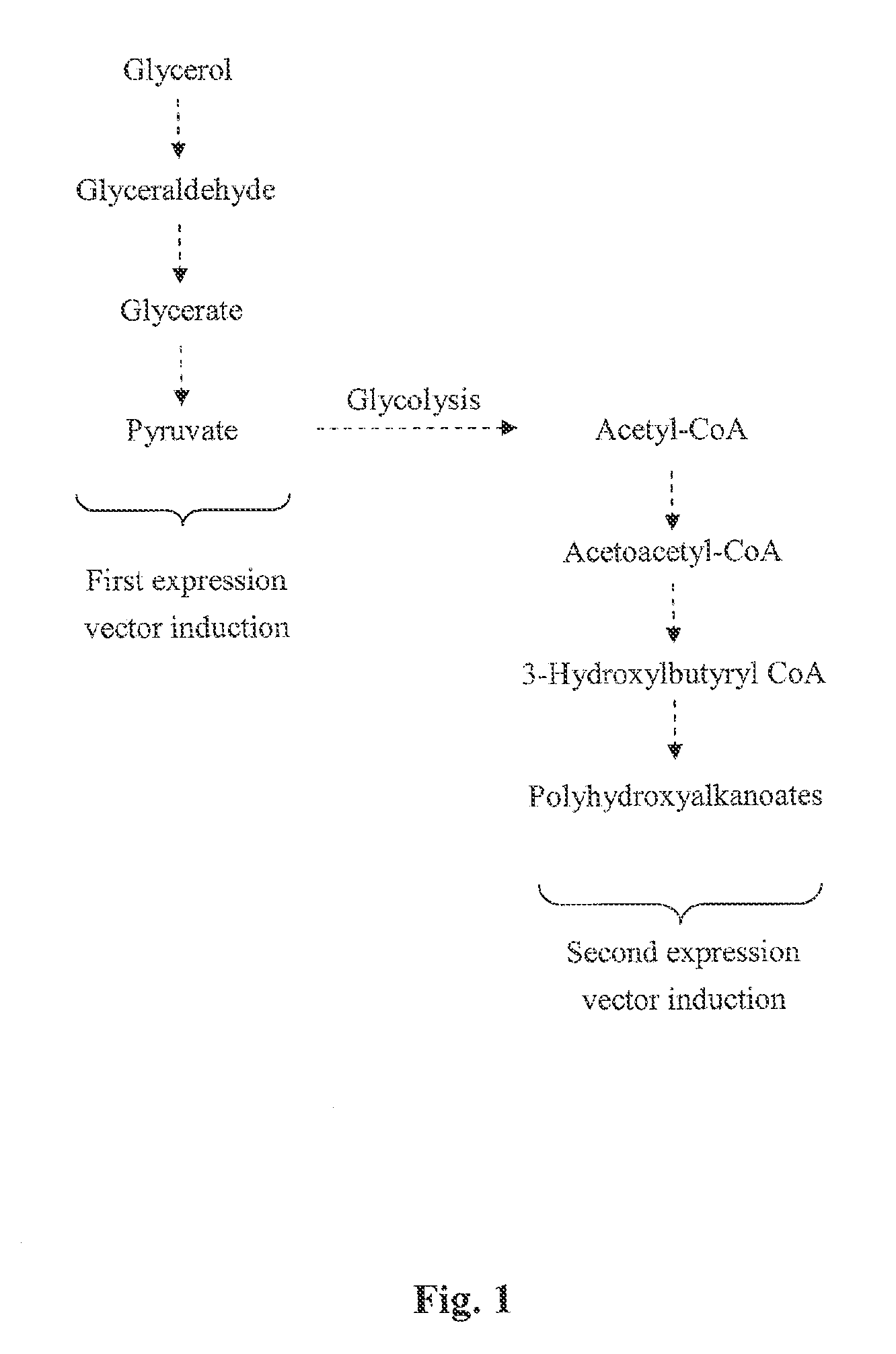 Method for producing biodegradable polymer and biomass fuel converted from carbon source by recombinant microorganisms