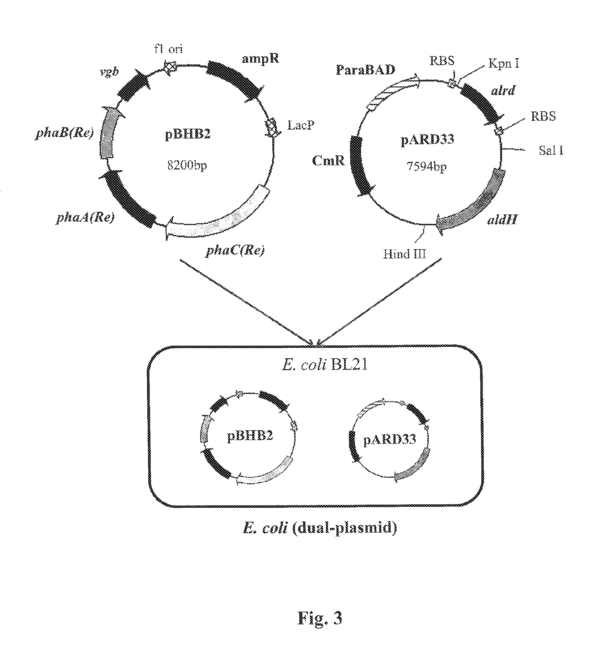 Method for producing biodegradable polymer and biomass fuel converted from carbon source by recombinant microorganisms