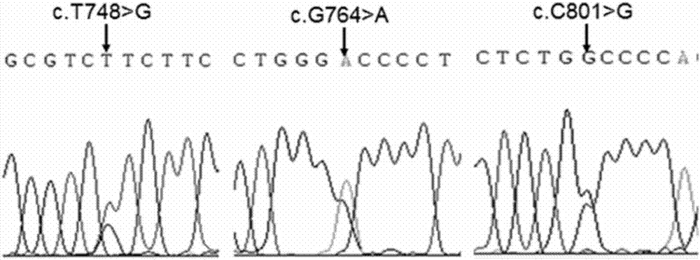 Three goat MC1R deficient mutants and application thereof