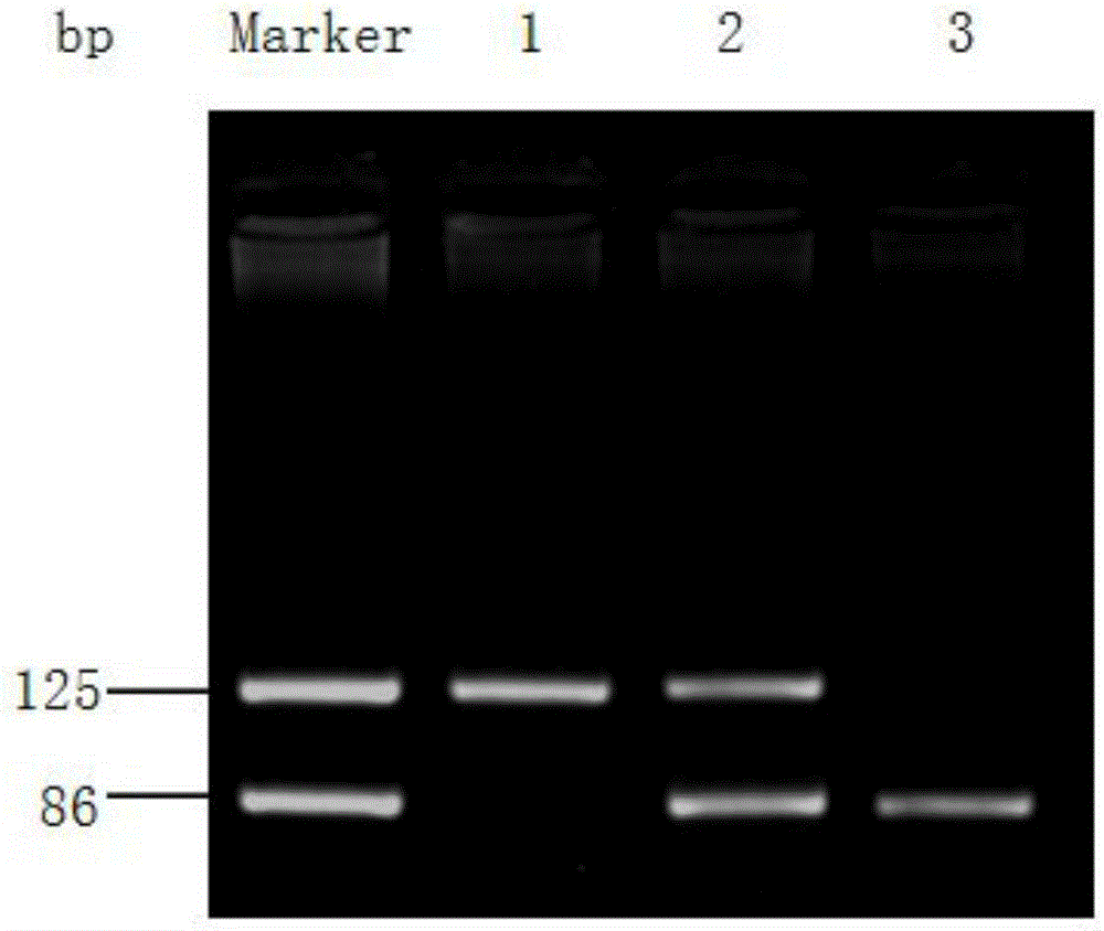 Method and kit used for determining human PON1 gene rs662 site polymorphism