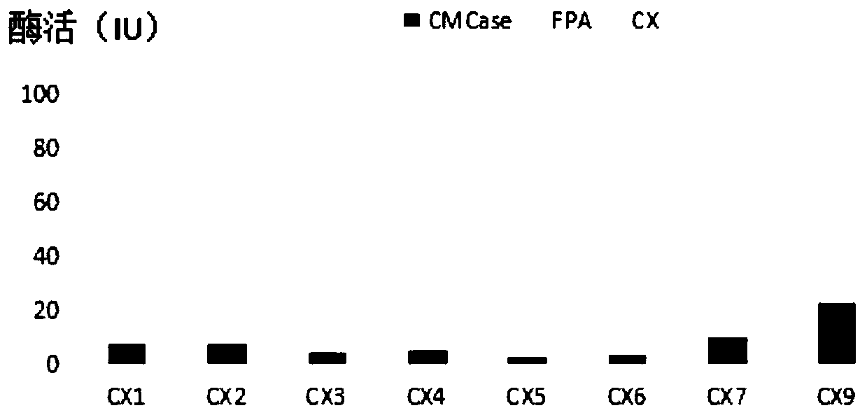 Cellulose degradation bacterium CX9 from termite gut and application thereof