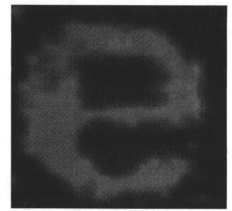 Conductive polyaniline with bioactivity, preparation thereof and use thereof