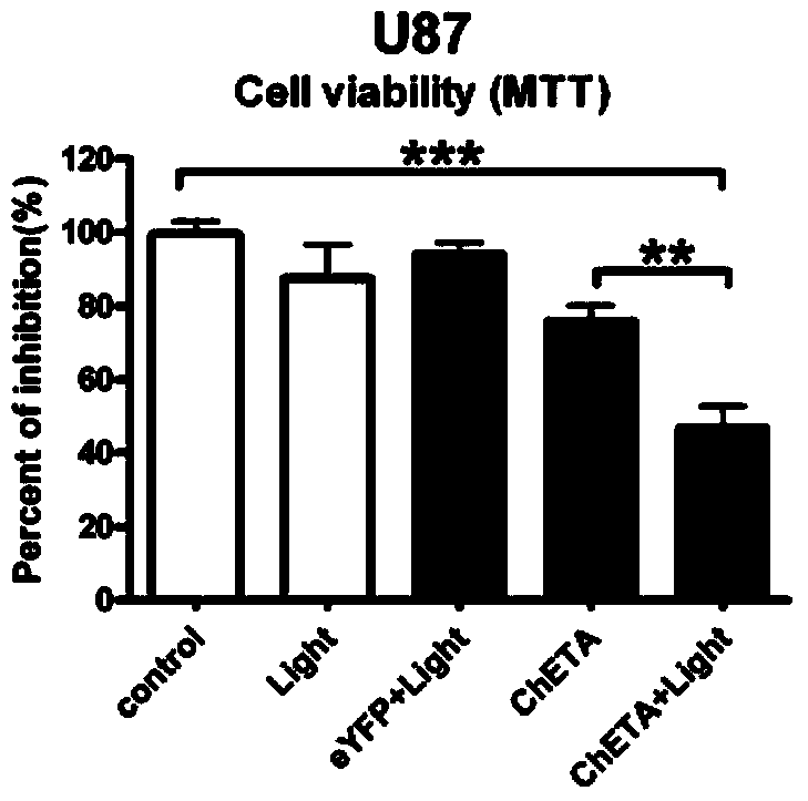 Glioma cell line and construction method thereof