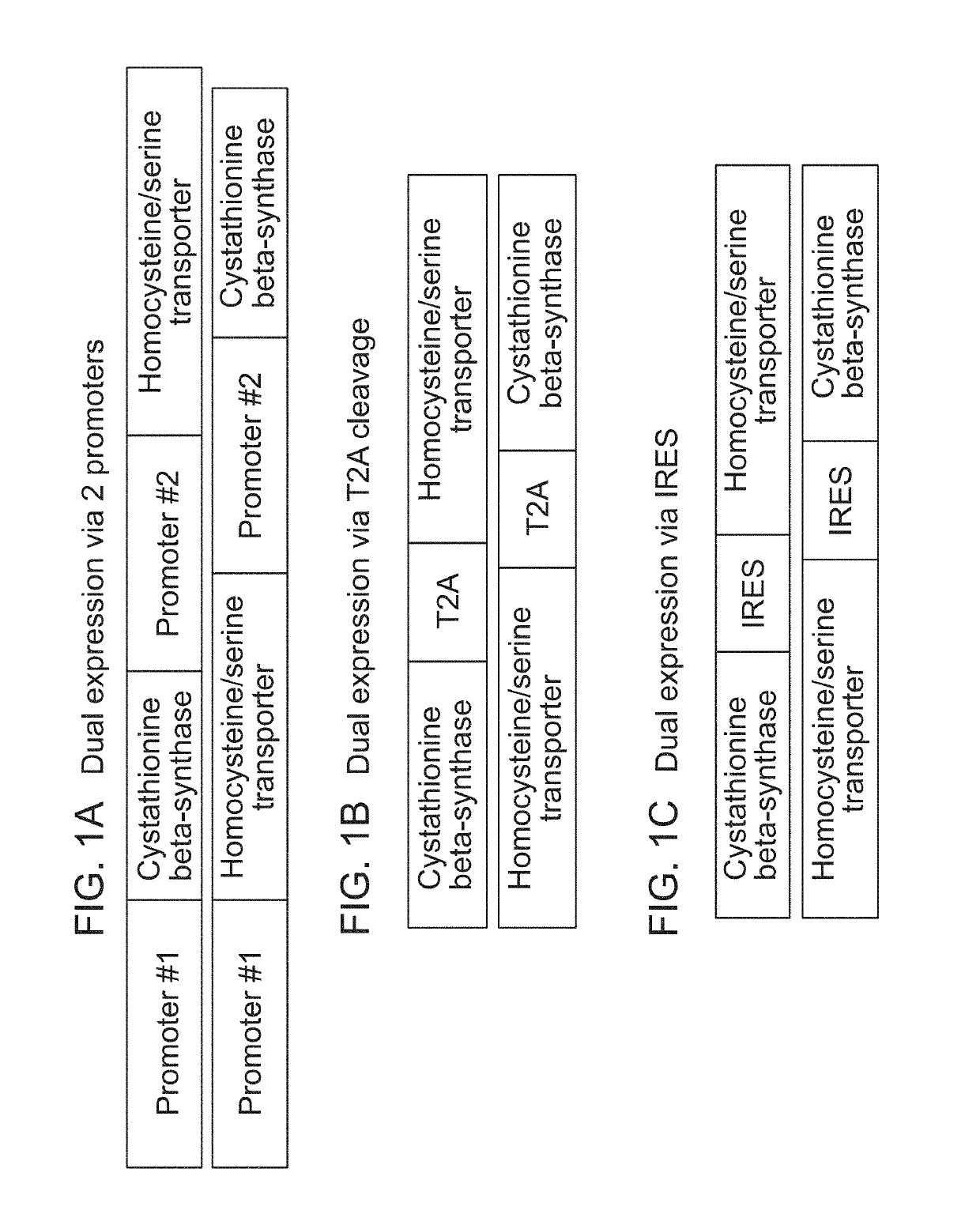 Therapeutic cell systems and methods for treating homocystinuria