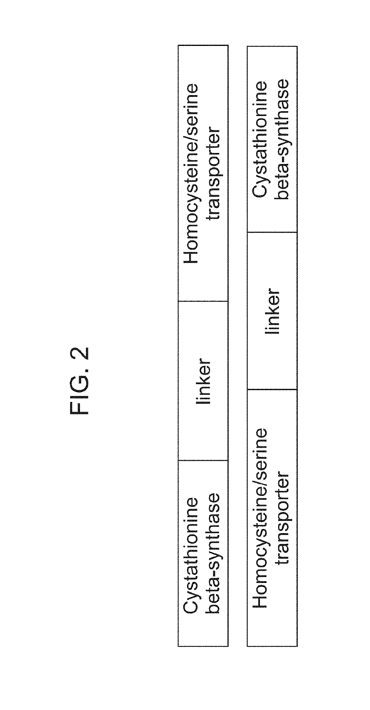 Therapeutic cell systems and methods for treating homocystinuria