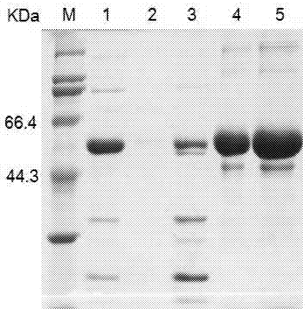 Truncated L1 protein of human papillomavirus type 58