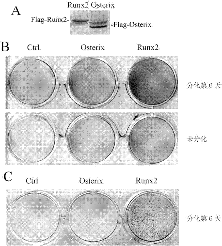 Method for promoting osteoblast differentiation by using Runx2 and Osterix and application thereof