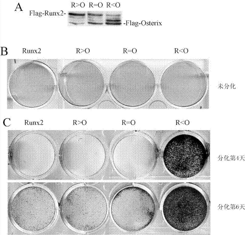 Method for promoting osteoblast differentiation by using Runx2 and Osterix and application thereof