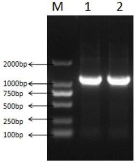 Genetically engineered bacteria producing D-pantolactone hydrolase as well as construction method and application of genetically engineered bacteria