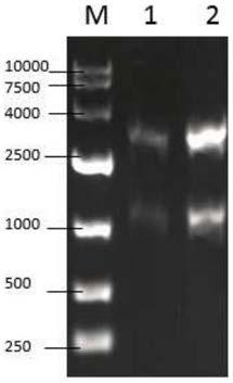 Genetically engineered bacteria producing D-pantolactone hydrolase as well as construction method and application of genetically engineered bacteria