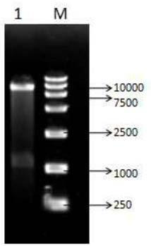 Genetically engineered bacteria producing D-pantolactone hydrolase as well as construction method and application of genetically engineered bacteria