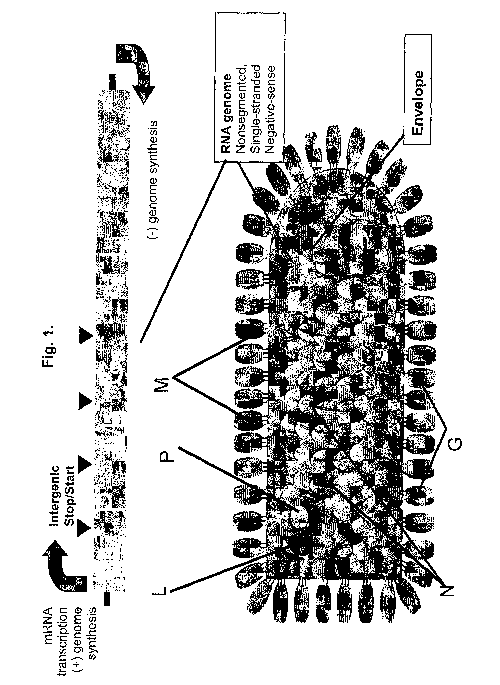 Methods for packaging propagation-defective vesicular stomatitis virus vectors using a stable cell line that expresses g protein