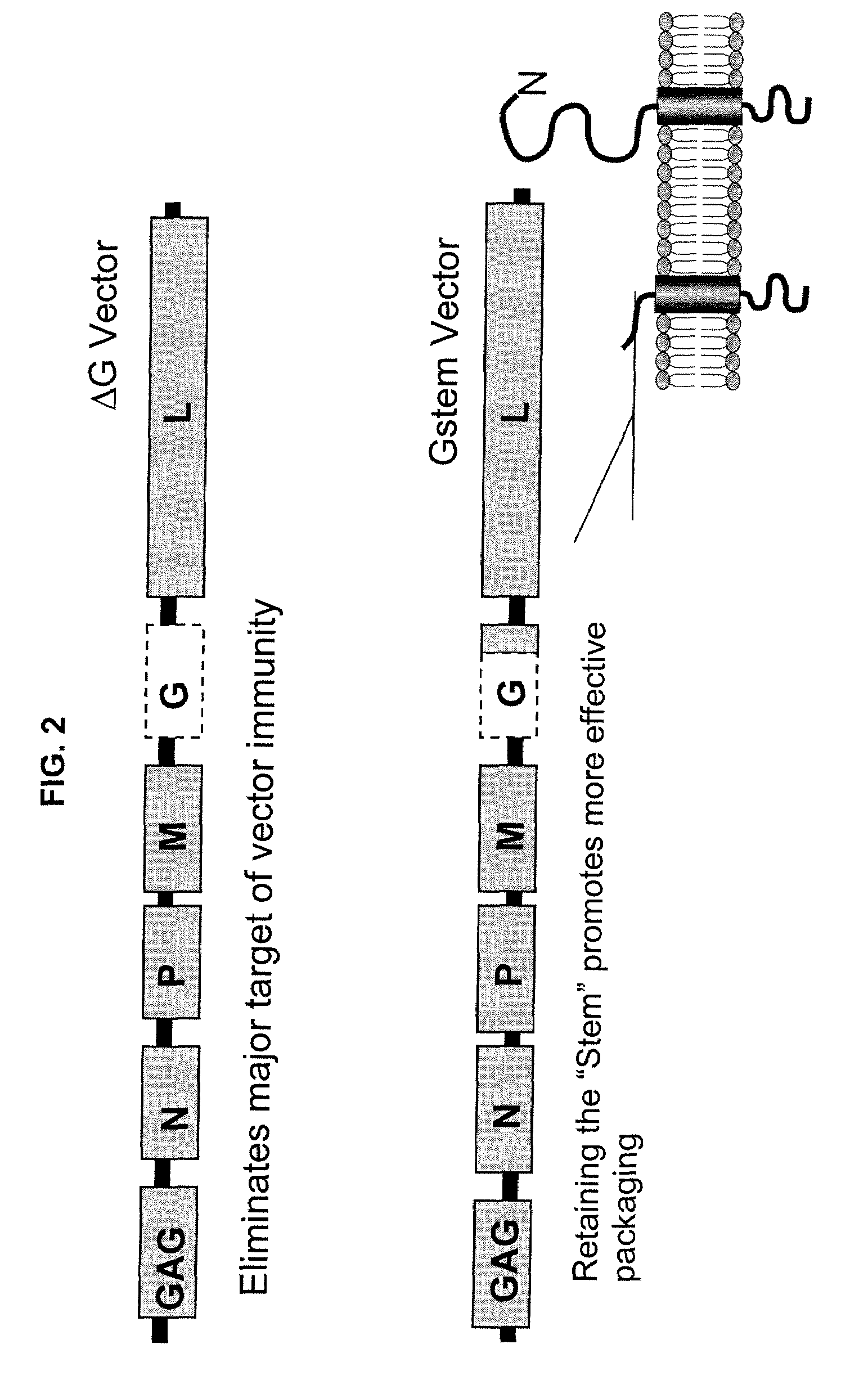 Methods for packaging propagation-defective vesicular stomatitis virus vectors using a stable cell line that expresses g protein