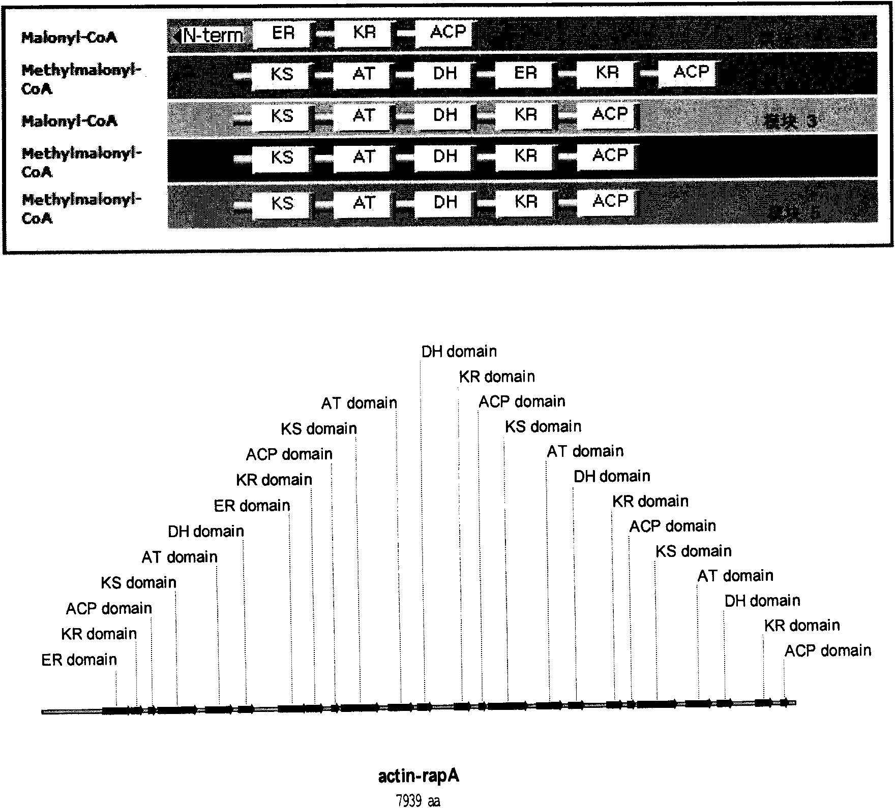 Rapamycin biosynthesis gene from actinoplanes, and separation method and application thereof