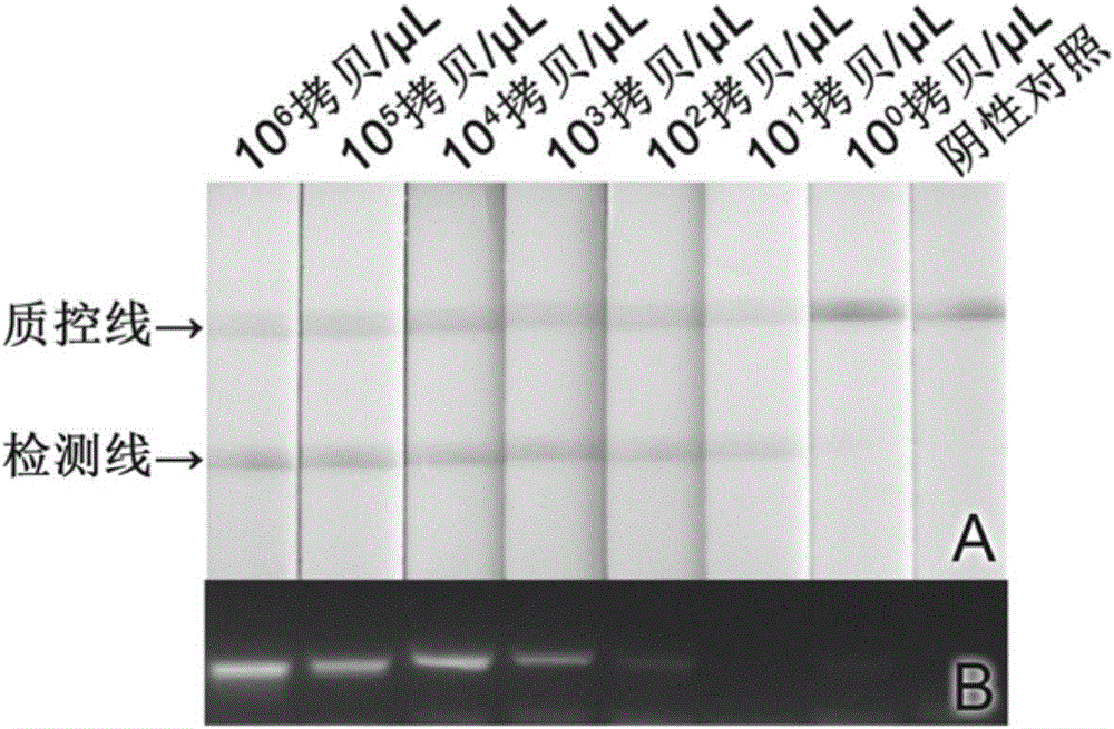 Method and kit for on-site rapid high sensitivity detection of fish nervous necrosis viruses