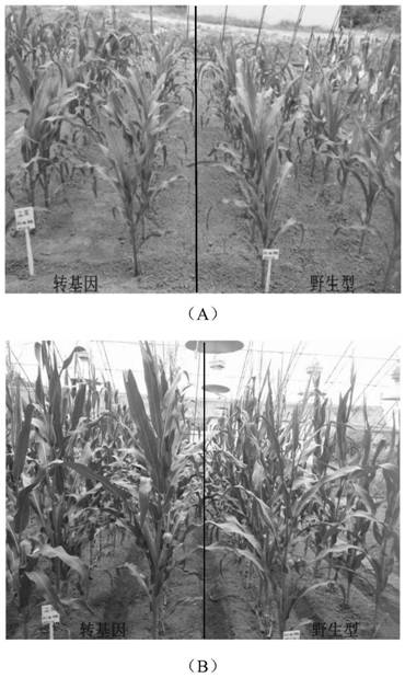 Herbicide-resistant corn HH2823 transformation event capable of efficiently utilizing nutrients and specific identification method and application of herbicide-resistant corn HH2823 transformation event