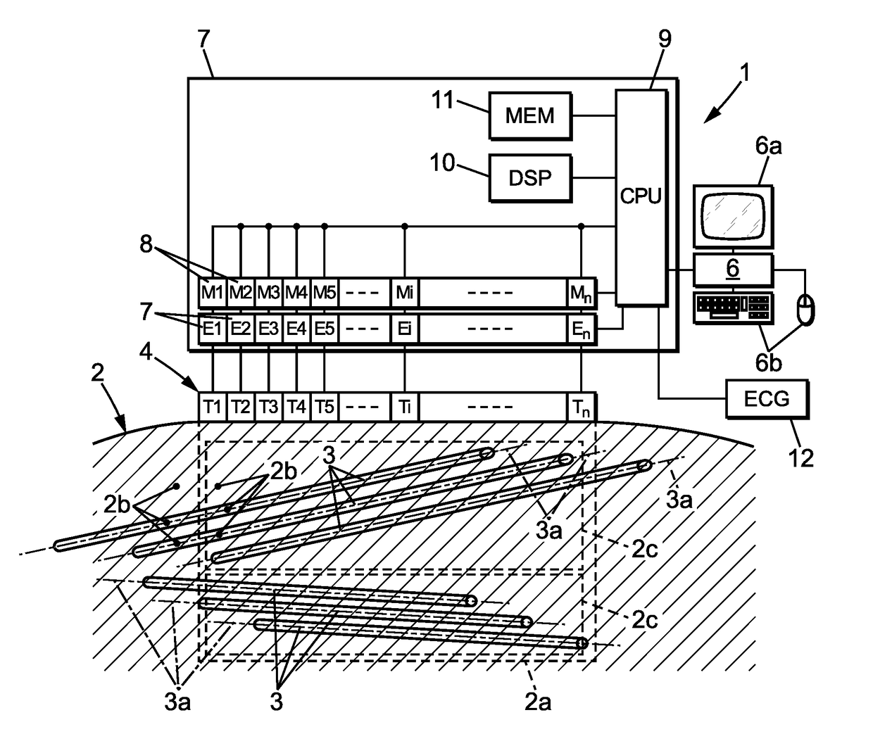 Shear wave elastrography method and apparatus for imaging an anisotropic medium