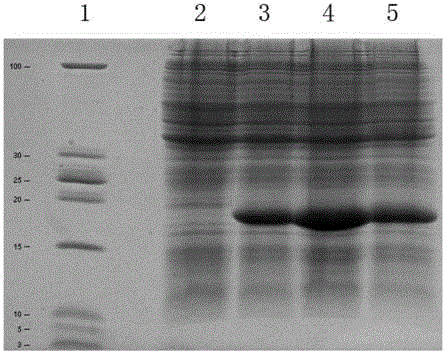 A kind of lambda interferon mutant and polyethylene glycol derivative