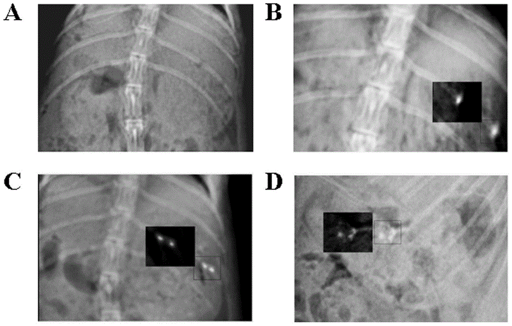 Oxymatrine solid dispersion-supported floating sustained-release pellet for stomach and preparation method of oxymatrine solid dispersion-supported floating sustained-release pellet