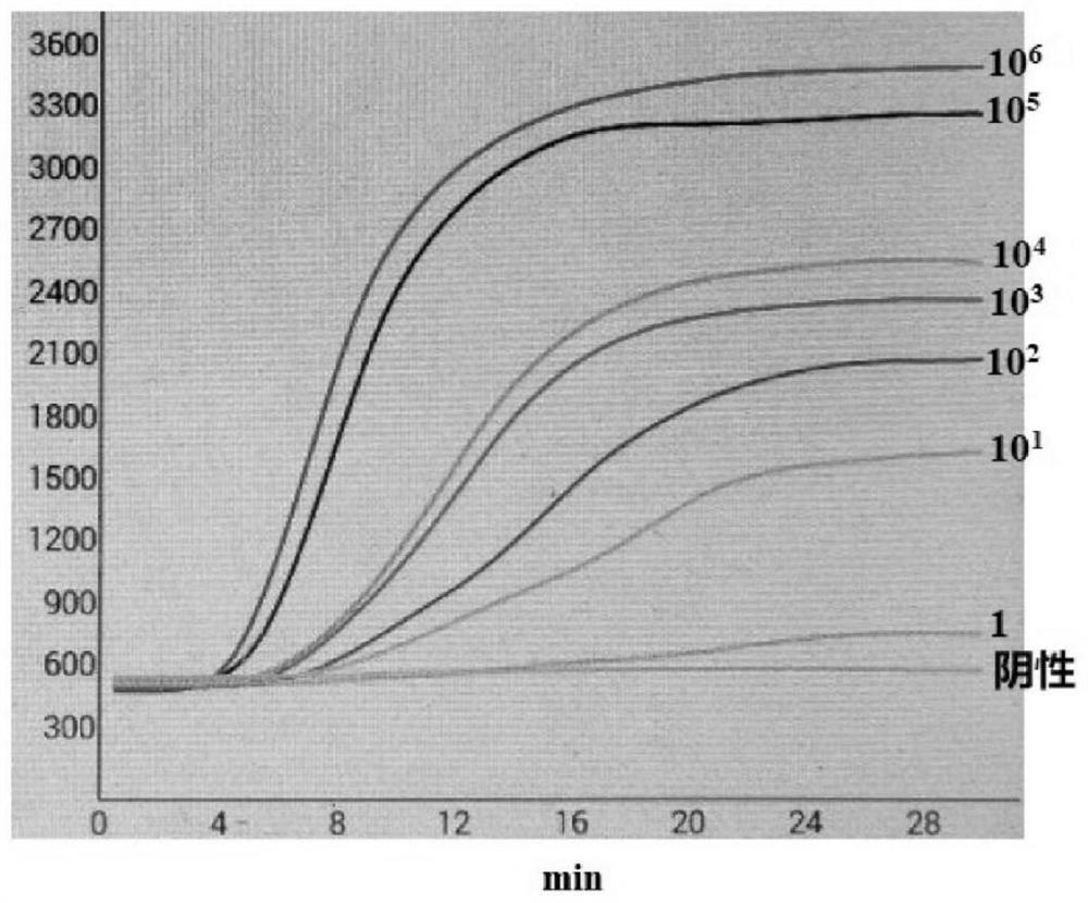 Orientia tsutsugamushi nucleic acid fluorescence isothermal amplification primer, probe, kit and detection method