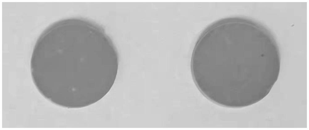 Molandy green zirconia ceramic and preparation method thereof