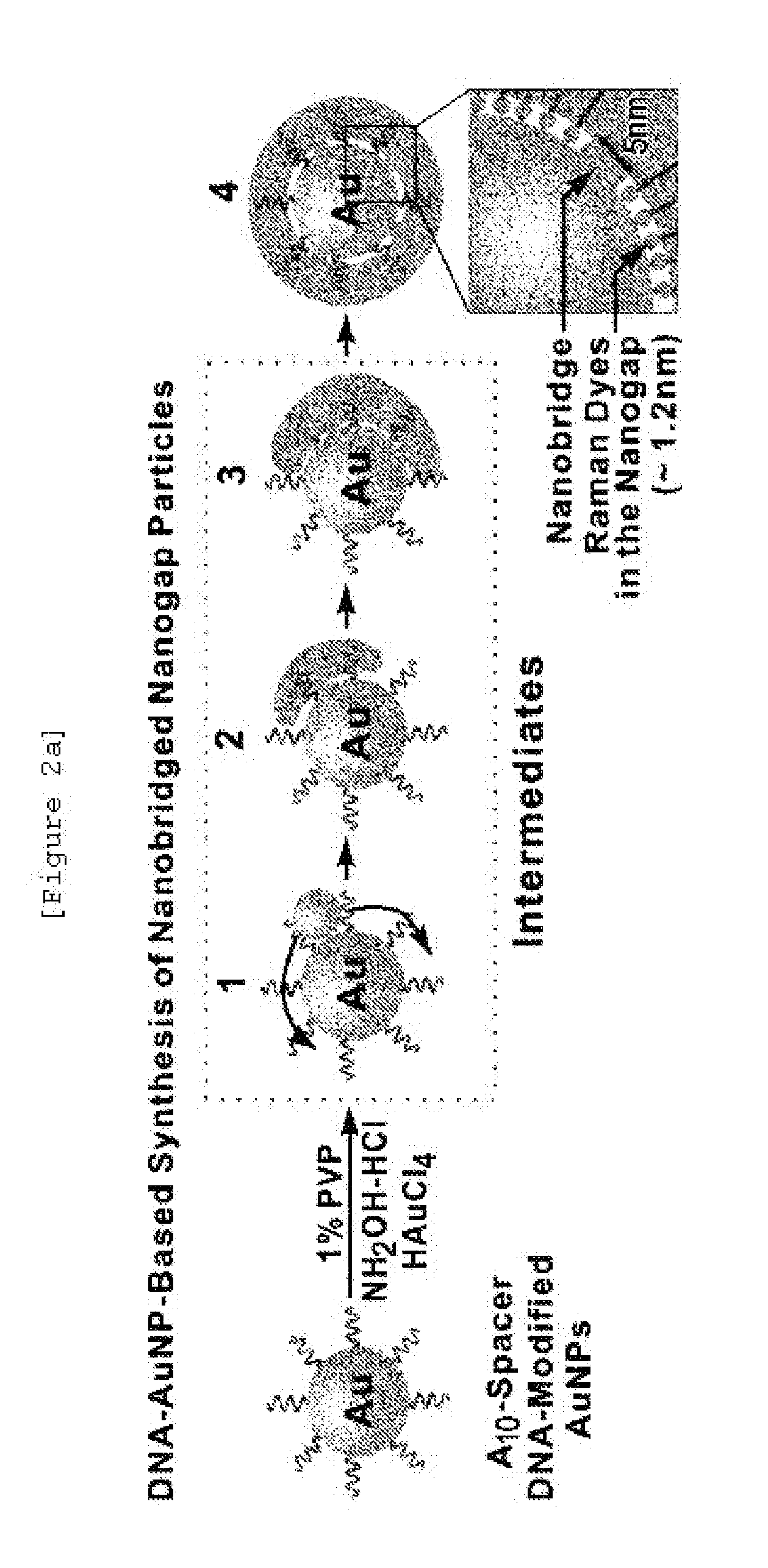 Single nanoparticle having a nanogap between a core material and a shell material, and preparation method thereof