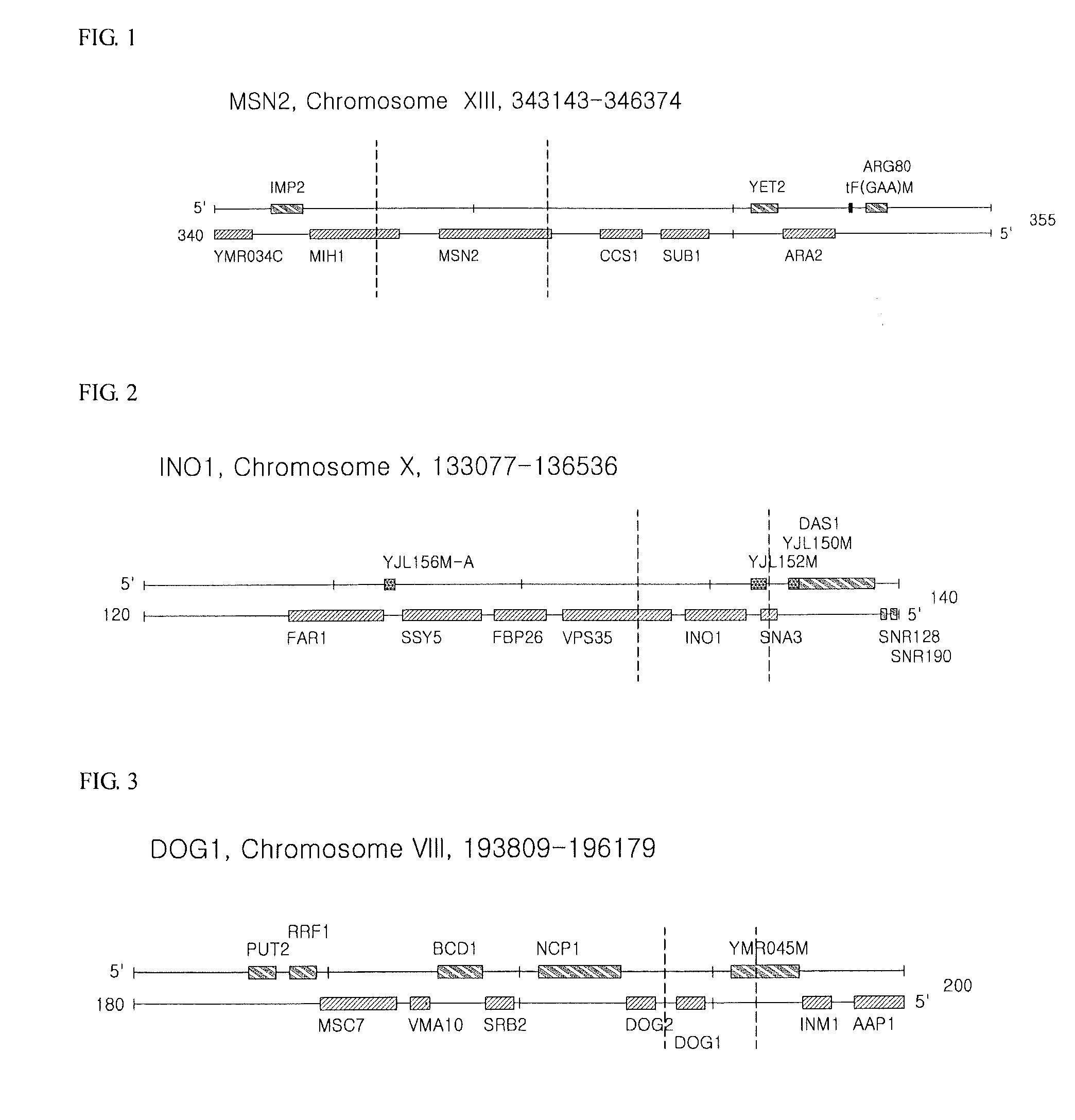 Isolated polynucleotide for increasing alcohol tolerance of host cell, vector and host cell containing the same, and method of producing alcohol using the same