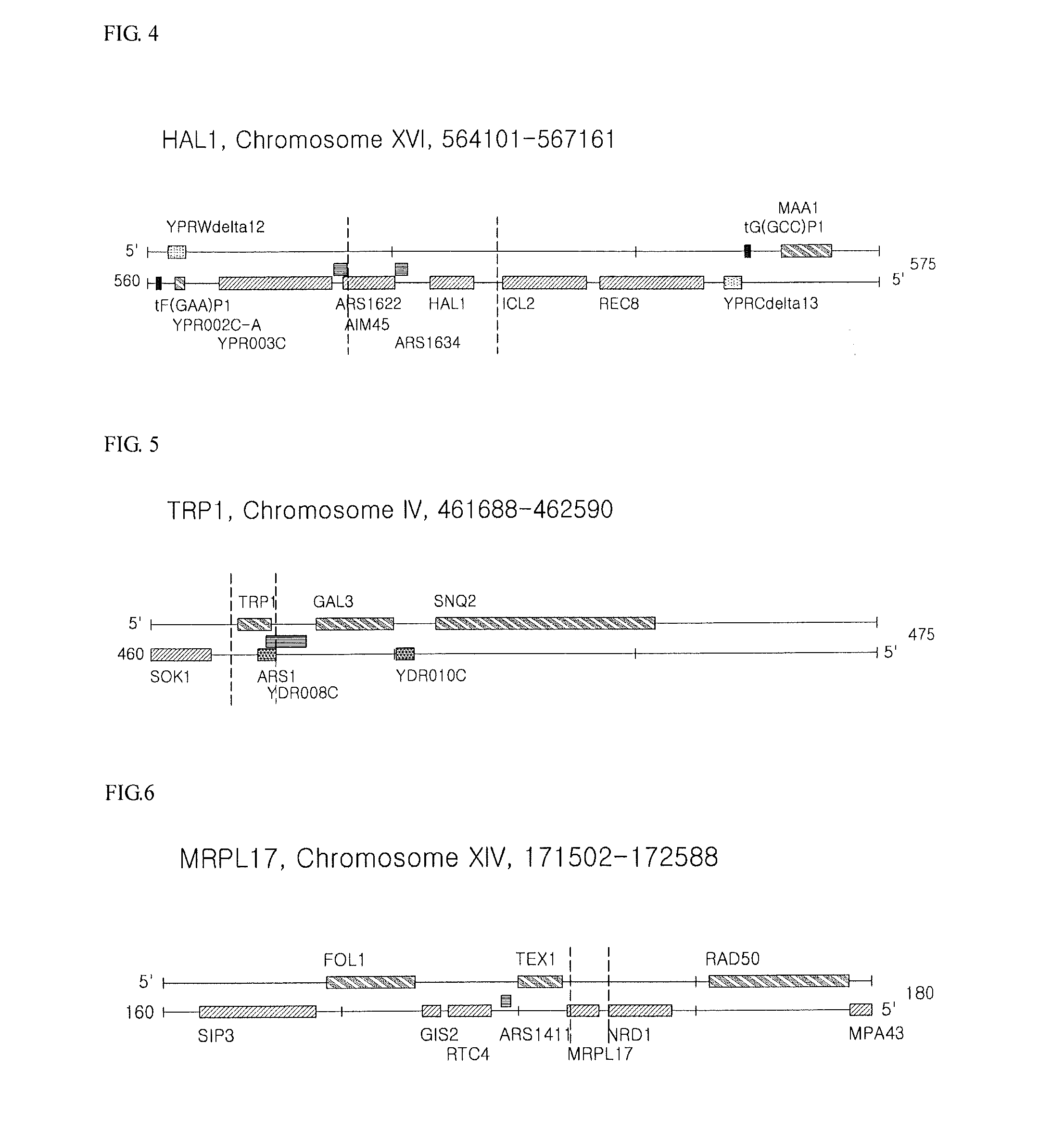 Isolated polynucleotide for increasing alcohol tolerance of host cell, vector and host cell containing the same, and method of producing alcohol using the same