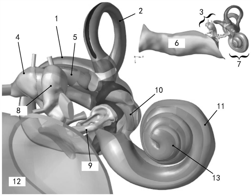 Method for establishing high-fidelity finite element model of inner ear of human body